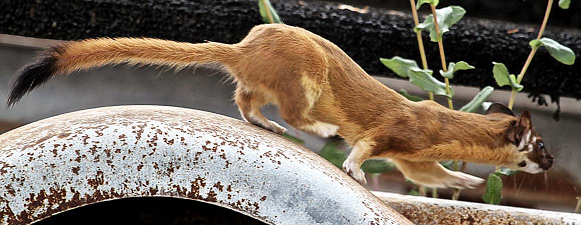 Long tailed Weasel