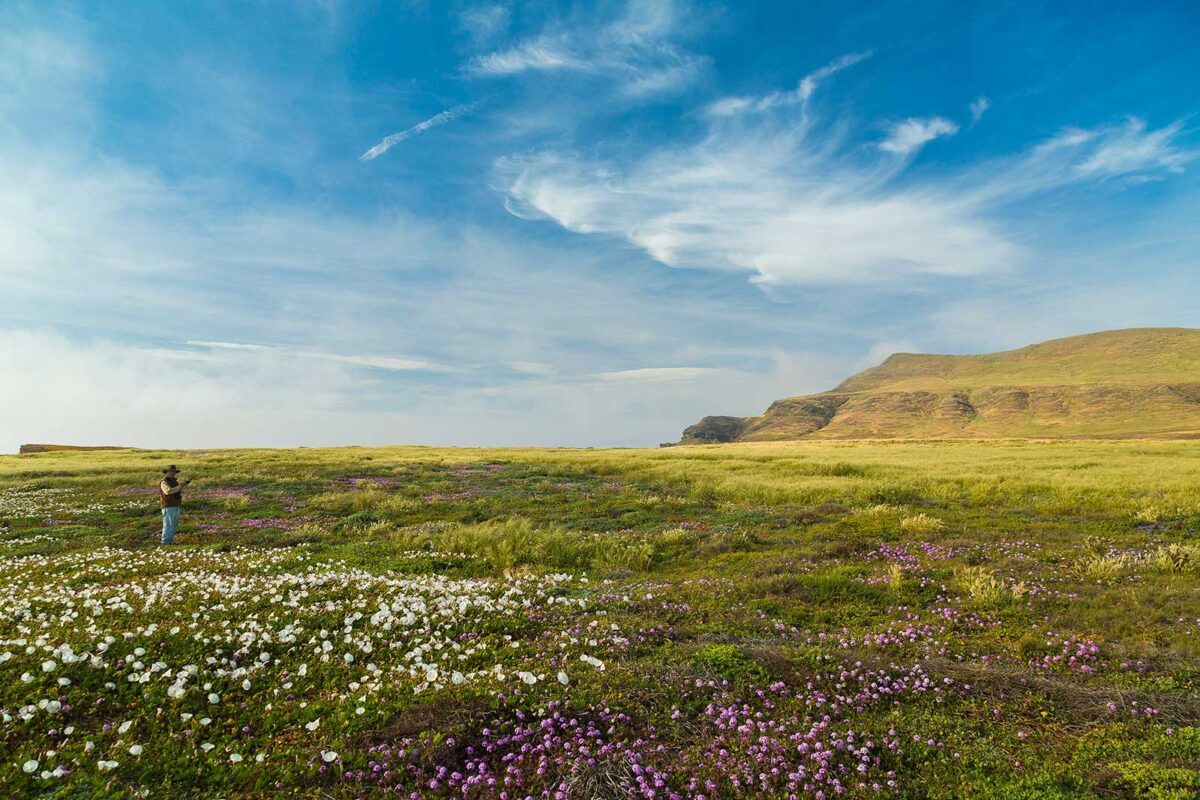 Santa Cruz Island Reserve